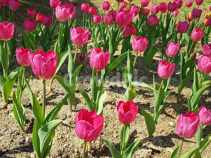 튤립,봄,꽃,식물,자연,예쁜꽃,꽃배경,tulip,분홍꽃,식물,자연,plants,nature,꽃,flower