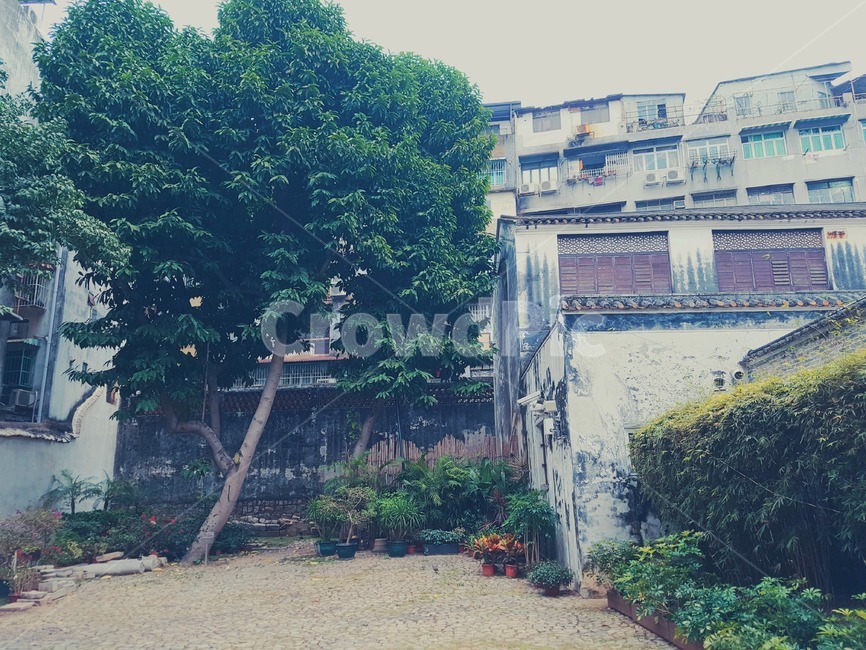 macao,tree,house,마카오,나무