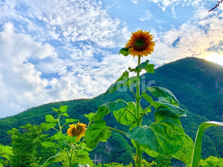 해바라기,여름,꽃,하늘,풍경,sunflower,summer,sky,landscape