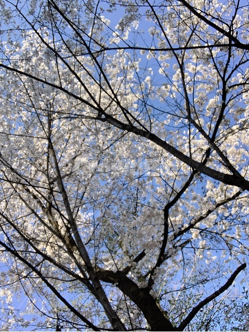 풍경,꽃,벚꽃,봄,나무,tree,flower,cherryblossom,blossom