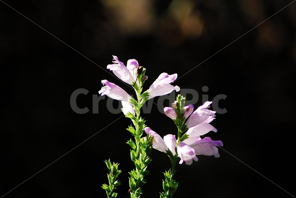 깨꽃,꽃,깨,들깨,참깨,식물,식물,자연,plants,nature,꽃,flower
