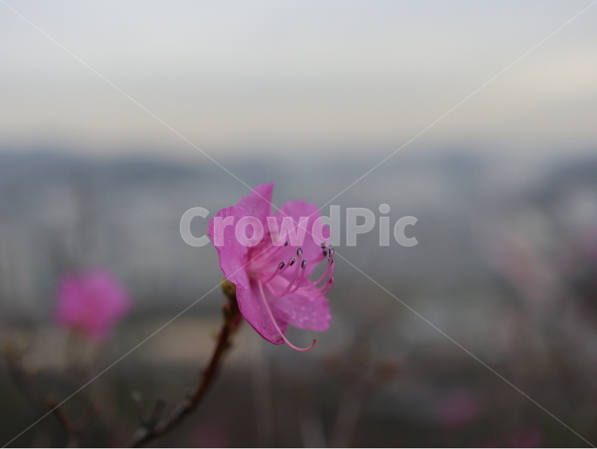 노란꽃,개나리,노란색,꽃,봄,식물,자연,plants,nature,꽃,flower