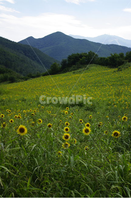 풍경,하늘,구름,꽃밭,해바라기,꽃,flower,식물,plant,자연,풍경,nature,landscape,field,들,grassland,목초지,outdoors,옥외