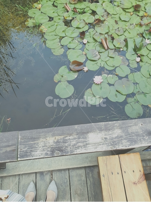 plant,식물,연못,pond,수생식물,하이힐,초록색,물,데크