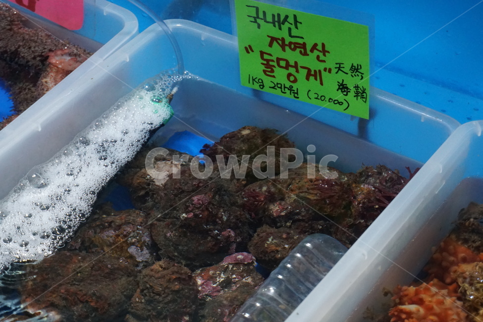 멍게,멍게횟집,해물요리,국내산멍게,돌멍게,맛집,해물재료,재료,해산물