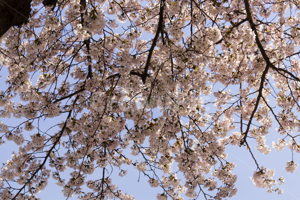 벚꽃,벚나무,cherryblossoms,봄꽃,벚나무꽃,흰꽃,식물,자연,plants,nature,꽃,flower