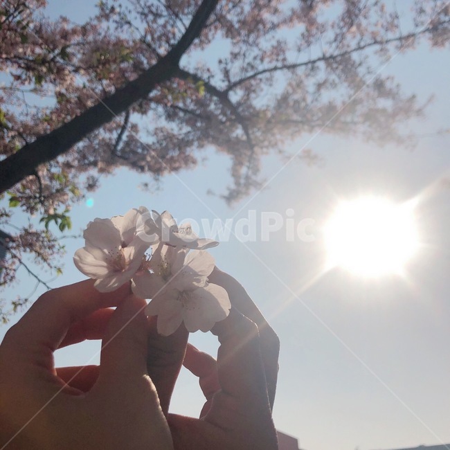 식물,light,blossom,인간,person,사람,봄,계절,spring,season,plant,flare,플레어,빛,꽃,flower