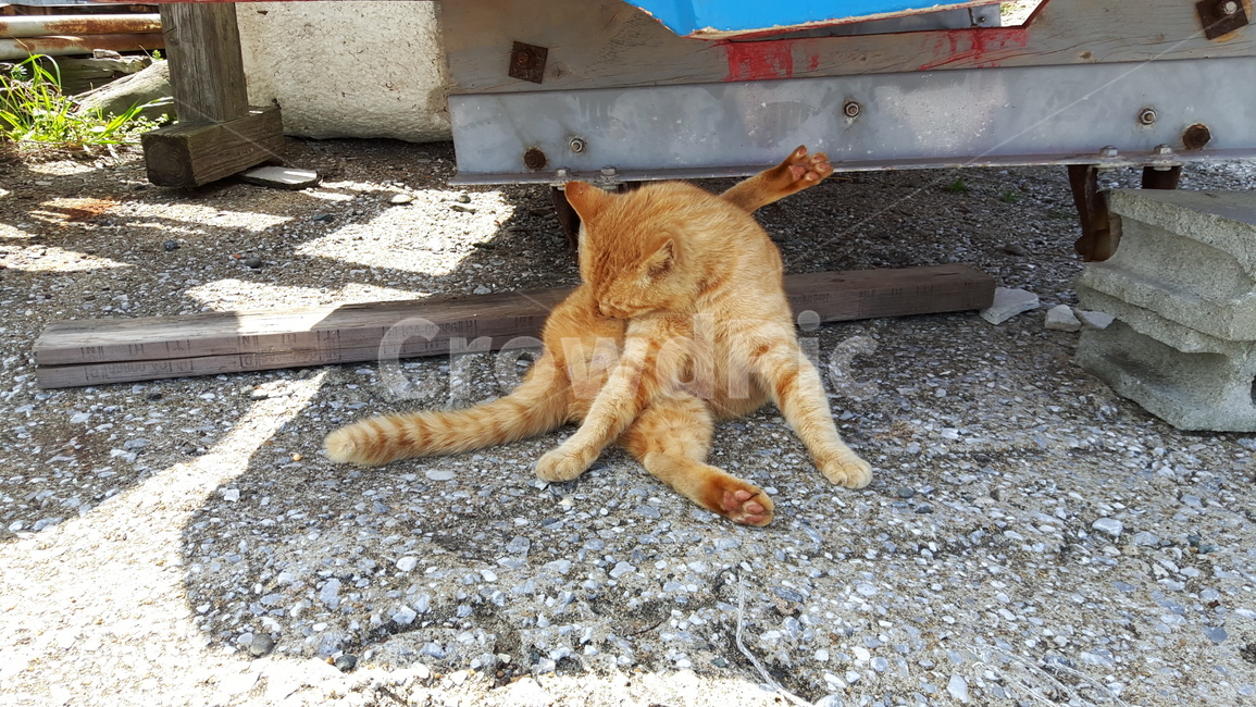 고양이,고양이섬,일본고양이,후쿠오카,아이노시마