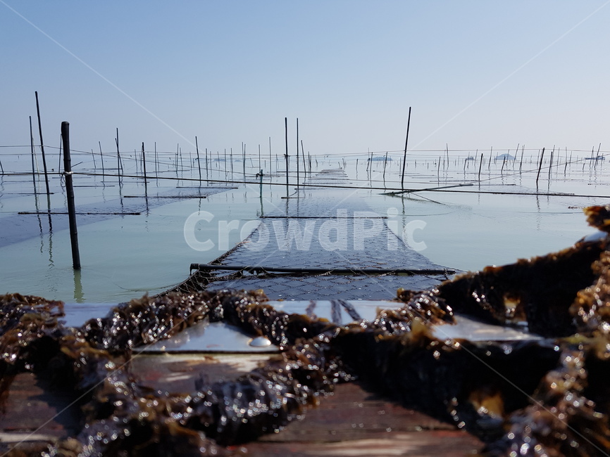 김,양식장,바다,수평선,해초,laver,horizontalline,alaverfarm