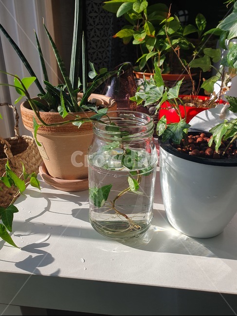 식물,plant,아이비,공기정화식물,아파트식물,실내용화초,화분,화초,house plant
