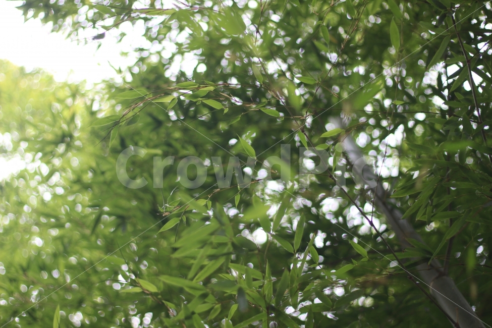 자연,식물,담양,대나무,숲,나무,풍경,휴식,nature,forest,식물,자연,plants,nature