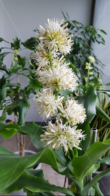 행운목화,행운,행복,행운목,행운목꽃,꽃몽우리,꽃망울,나무,초록,자연,힐링