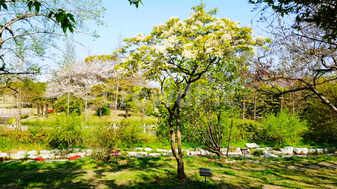 풍경,자연,정원,공원,가든,식물,자연,plants,nature,나무,trees,wood