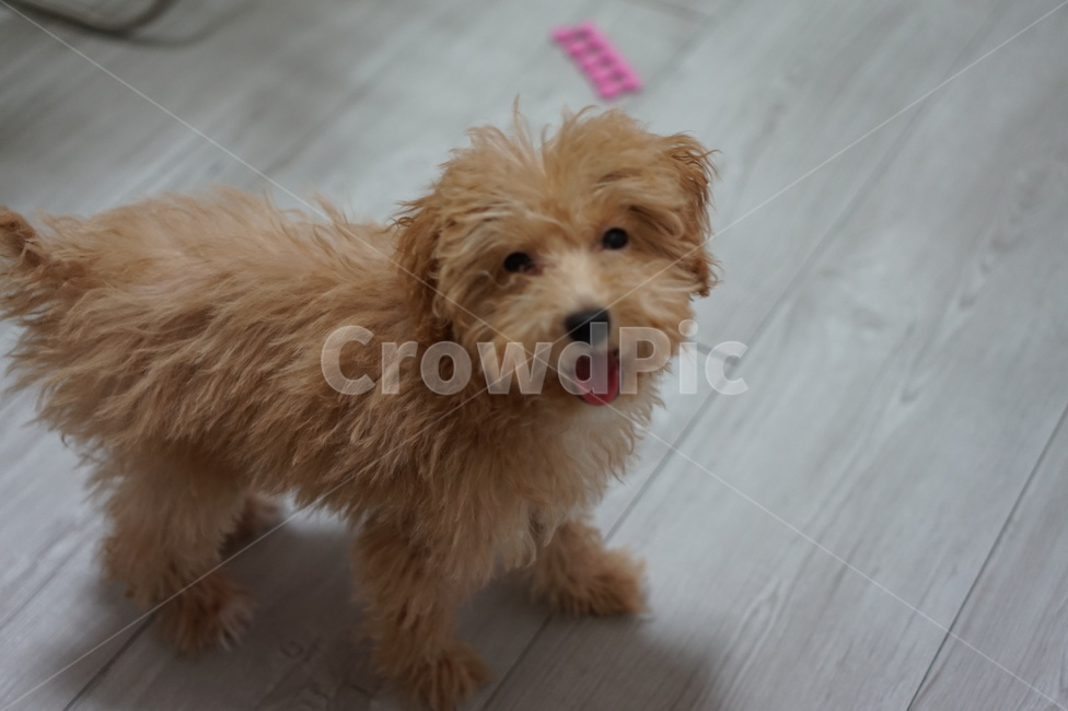 강아지,개,애견,반려견,동물,동물,animal,포유류,mammal,개,강아지,dog,doggy