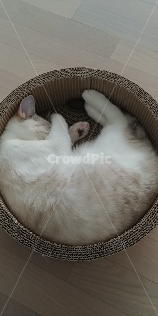 고양이,animal,cat,pet,아기고양이,반려묘,동물,냥이,동물,animal,포유류,mammal,고양이,cat,kitten,kitty