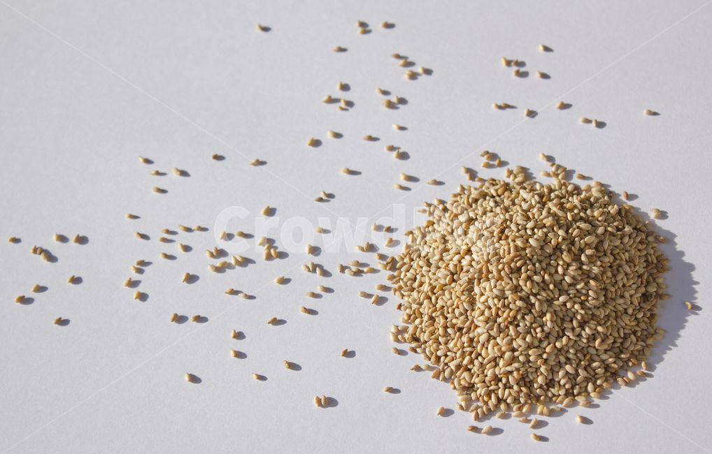 brown,closeup,dry,dummy,food,gold,grain,macro,meal,natural,nature,organic,plant,seed,seeds,sesame,sesameseed,sesameseeds,top,topangle,topview,yellow,깨,참깨,곡식,곡류,음식,음식재료,식재료,식물,씨앗,씨,갈색,브라운,말린,말리는,건조,자연,클로즈업,탑앵글,탑뷰,깨소금,농작물,농촌,농사,흰배경,더미,덩어리,많은,모아놓은,모으다,화이트,흰색,곡류,곡식,cereals