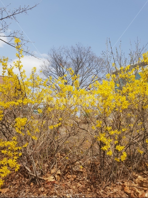 개나리,노란색,꽃,자연,봄