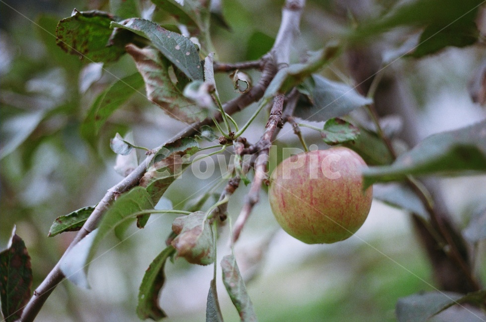 필름,감성,사과,과수원,나무,식물,자연,plants,nature,과일,열매,fruit
