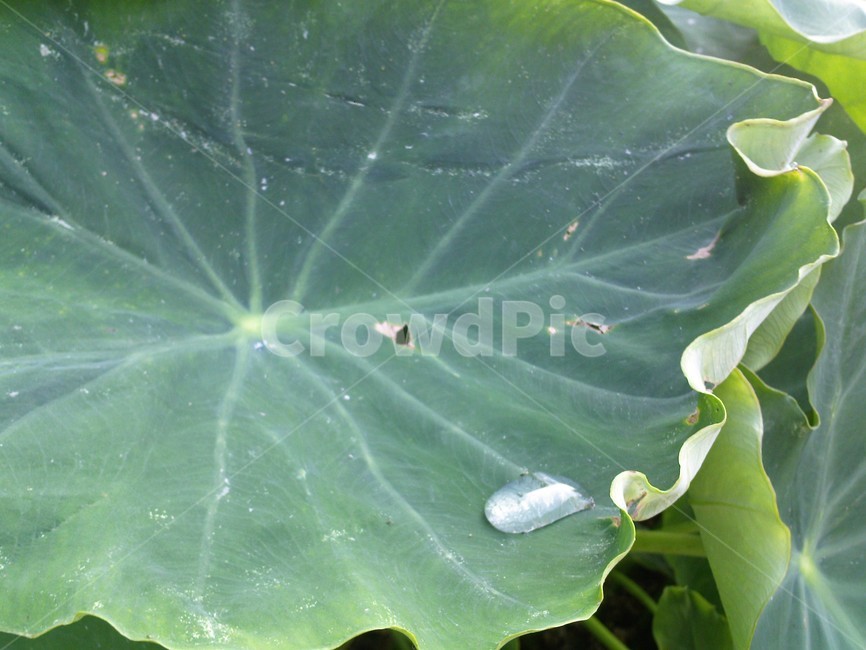 leaf,잎,plant,식물,물방울,방울,물,식물,자연,plants,nature