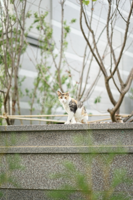 길냥이,고양이,포유류,동물,cat,pet,animal,mammal,동물,animal,포유류,mammal,고양이,cat,kitten,kitty