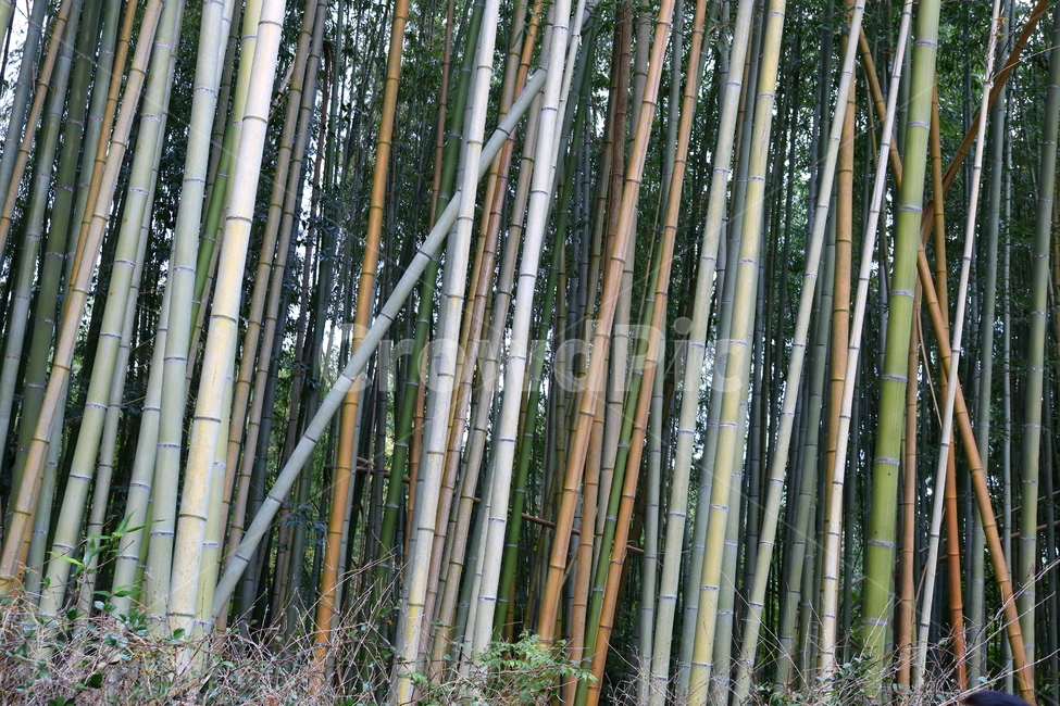 대나무,나무,식물,자연,벼과,풍경,단자엽식물,죽림,대나무숲,숲,나무,trees,wood