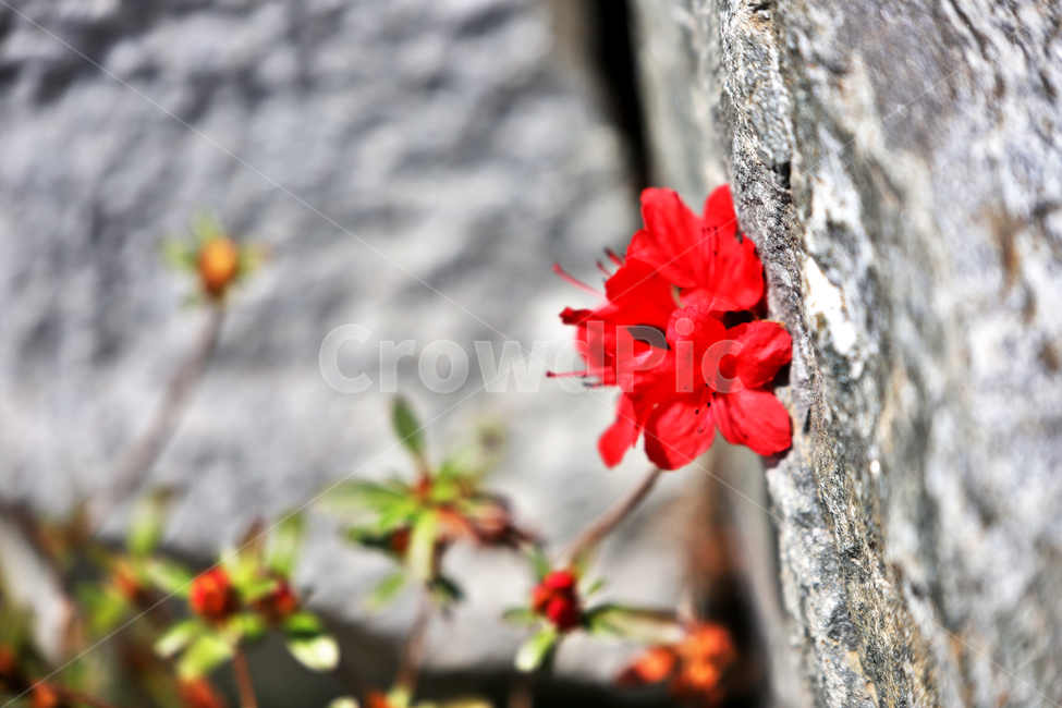 바위,진달래,식물,감성사진,자연풍경,봄,계절,spring,season,식물,자연,plants,nature,꽃,flower,blossom,geranium,제라늄,plant