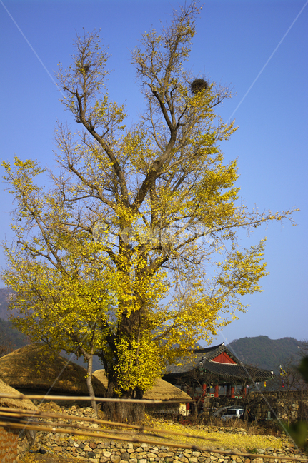 초가지붕,전통가옥,한국,풍경,은행나무,초가집,가을,계절,fall,autumn,season,자연,풍경,nature,landscape,한국자연풍경,한국자연경관,korea nature landscape,tree,나무,plant,식물