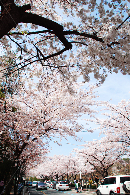 cherryblossom,blossom,벚꽃,flower,봄