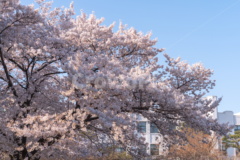 cherryblossom,봄,벚꽃,봄나들이,산책,힐링,파란하늘,파랑하늘,나무,blossom,flower,꽃,식물,plant,맑은하늘