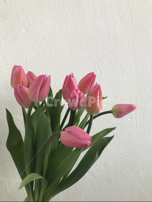 꽃,튤립,flower,tulip,봄,spring