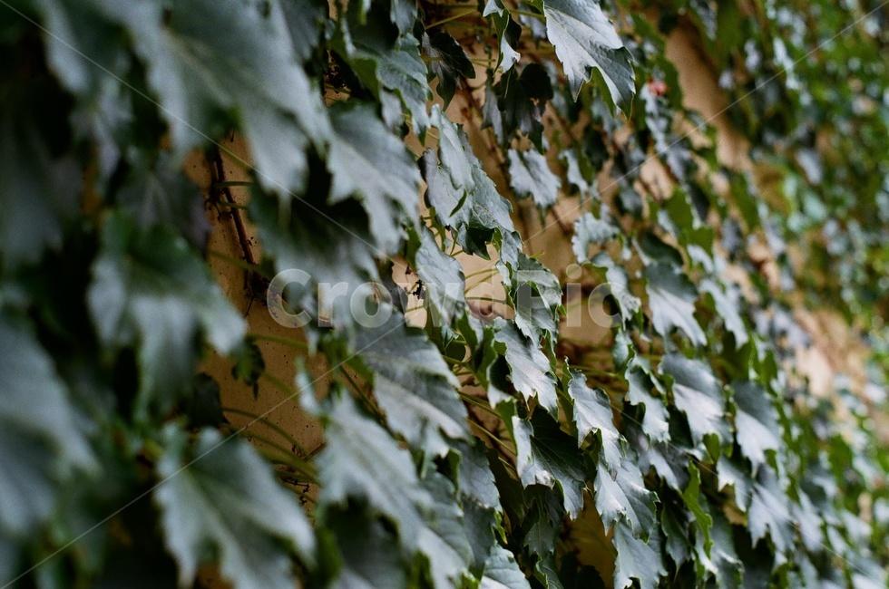 plant,식물,leaf,잎,담쟁이,필름,필름사진,식물,자연,plants,nature