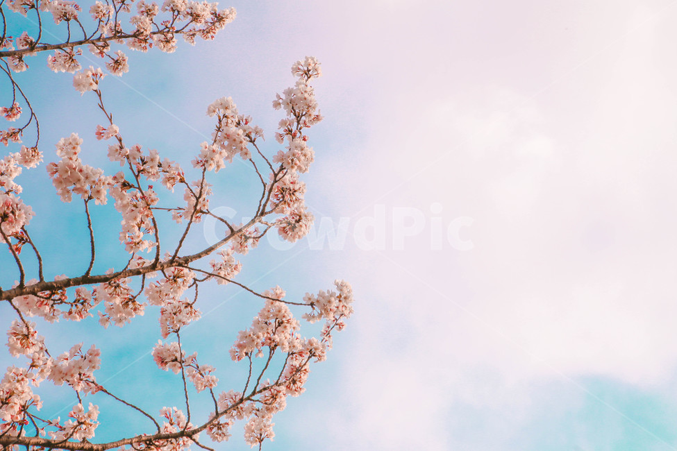봄,벚꽃,감성사진,자연,계절,spring,꽃,season,금오산,벚꽃길,봄,계절,spring,season,꽃,flower,plant,식물,blossom