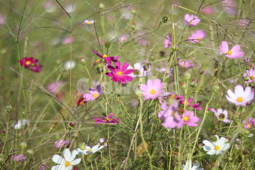 꽃,코스모스,가을,감성,대저,flower,cosmos,가을,계절,fall,autumn,season,식물,자연,plants,nature,꽃,flower,geranium,제라늄,plant,blossom