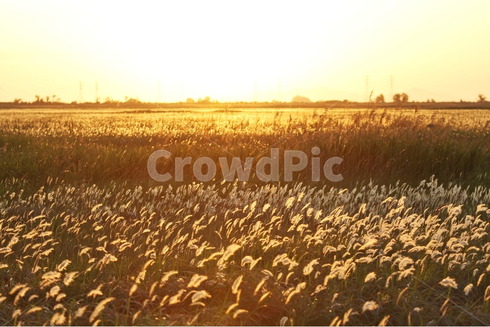노을사진,해넘이사진,일몰사진,항금빛일몰,풍경사진,감성사진,자연,풍경,nature,landscape,한국자연풍경,한국자연경관,korea nature landscape,plant,식물,grass,잔디