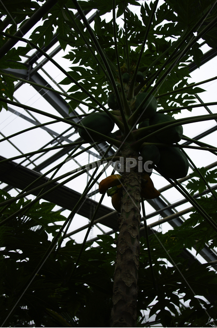 나무,식물,열매,plant,야자수,식물,자연,plants,nature