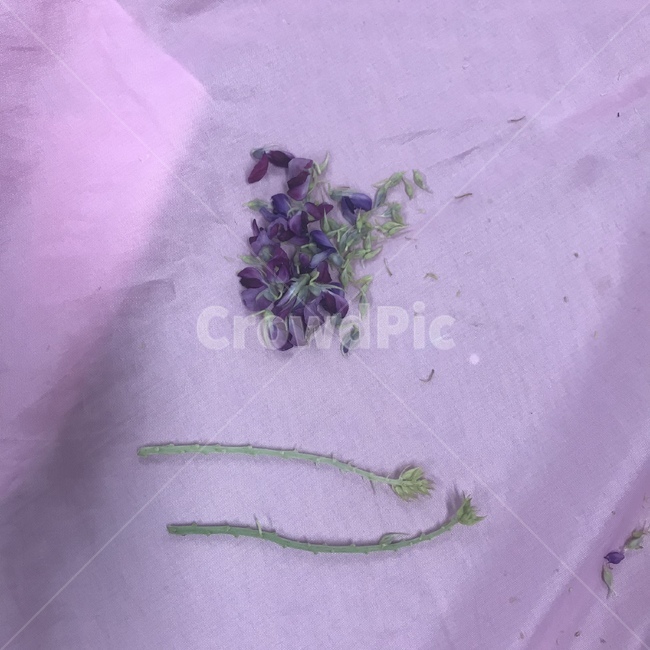 꽃차만들기,칡꽃차,칡꽃,갈화차,보라색꽃,꽃차덖기