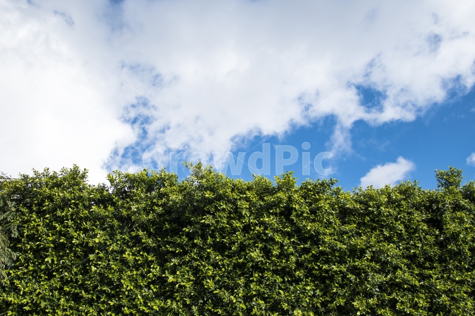 구름,하늘,자연,배경,담벼락,풀,잎,이파리,야외,초록색,photo,picture,image,green,blue,sky,cloud,white,natural,photography,naturephotography,outdoor,skyview,leaf,wall,sidewall,growth,color,bright,background,landscape,자연,풍경,nature,landscape,식물,plants