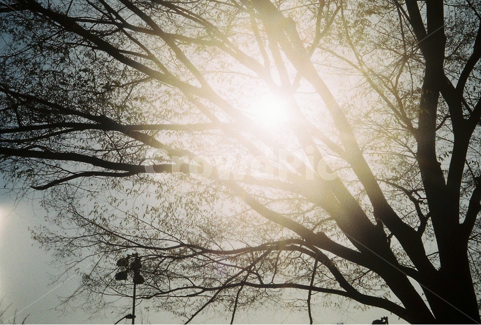 필름사진,햇빛,빛,햇살,풍경,하늘,나무,감성,식물,자연,plants,nature,나무,trees,wood,감성,sensible,feeling,휴식,힐링,rest,relaxation,healing