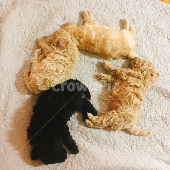 강아지,자는모습,네자매,아기강아지,자매강아지,동물,animal,포유류,mammal,개,강아지,dog,doggy