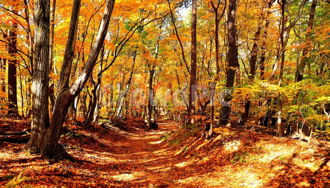 길,단풍길,대관령옛길,대관령,가을,반정,단풍,가을,계절,fall,autumn,season,자연,풍경,nature,landscape,plant,식물,tree,나무