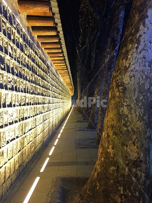 덕수궁,돌담,돌담길,서울,야경,가로수,Deoksugung,palace,wall,Seoul,Street,야경,밤,풍경,nightscape,night,landscape,한국전통,한국문화,korean traditional,korean culture,건축물,건물외관,exterior,building,structure,architecture,construction,corridor,복도