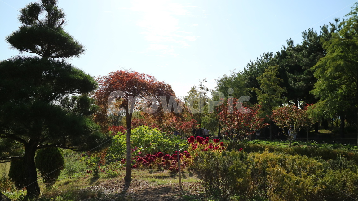 tree,나무,plant,식물,하늘,숲,forest,자연,풍경,nature,landscape