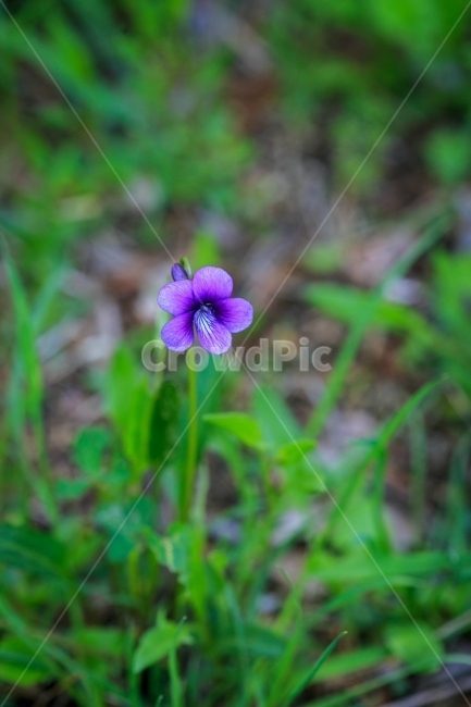 제비꽃,꽃,violet,flower,Violaodorata,식물,자연,plants,nature,꽃,flower