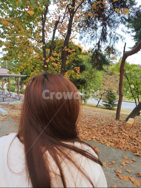 여자뒷모습,가을,여자,뒷모습,낙엽,단풍,가을하늘,나무,human,person,사람,인간,식물,plant,tree,사람,인물,인간,human,person,여성,여자,woman,female,lady