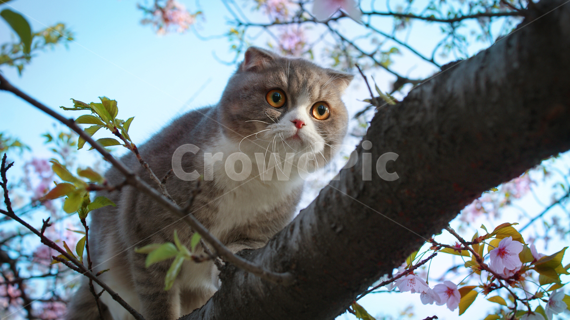 고양이,벚꽃,산책,cat,동물,애완동물,pet,식물,자연,plants,nature,꽃,flower,동물,animal,포유류,mammal,고양이,cat,kitten,kitty