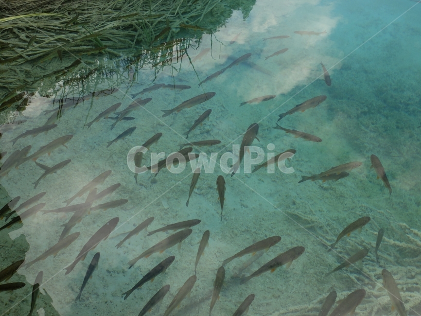 물고기,고기떼,자연,호수,물,동물,animal,어류,물고기,fish