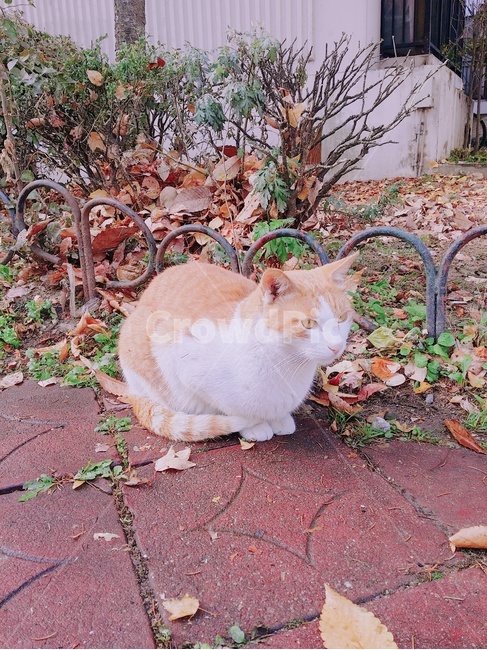 고양이,길고양이,식빵자세,고양이식빵,주황고양이,동물,animal,포유류,mammal,고양이,cat,kitten,kitty