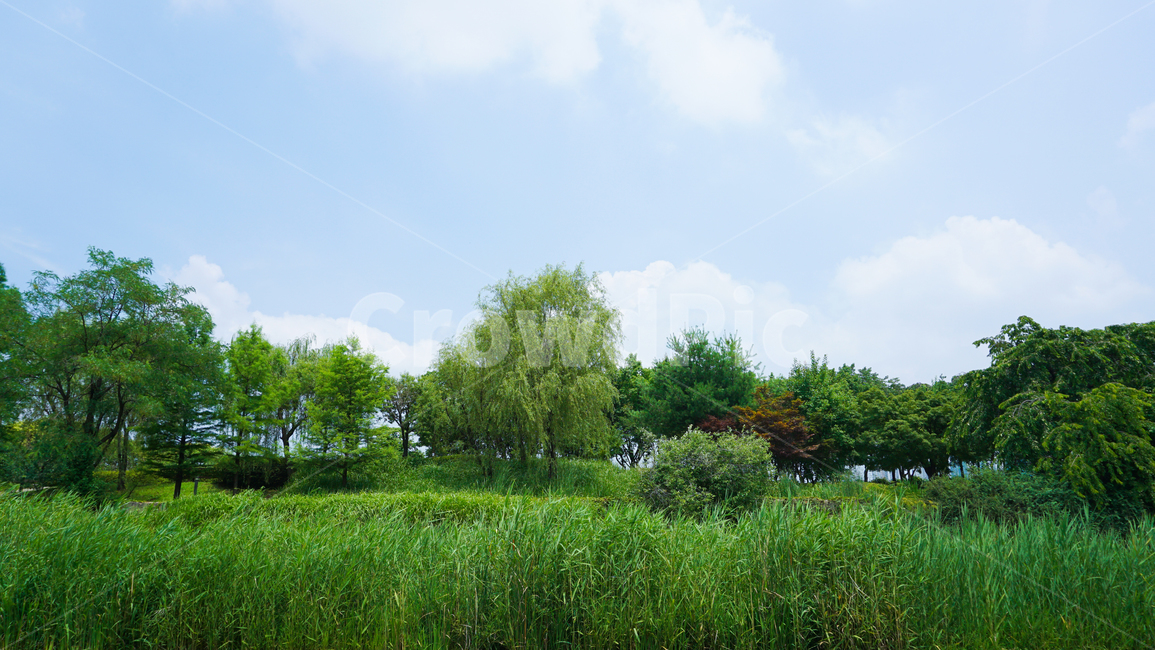 나무,들판,자연,하늘,맑음,trees,tree,field,nature,sky,자연,풍경,nature,landscape,plant,식물,grass,잔디,grassland,목초지,들,outdoors,옥외,jar,항아리,potted plant,화분,pottery,도기류