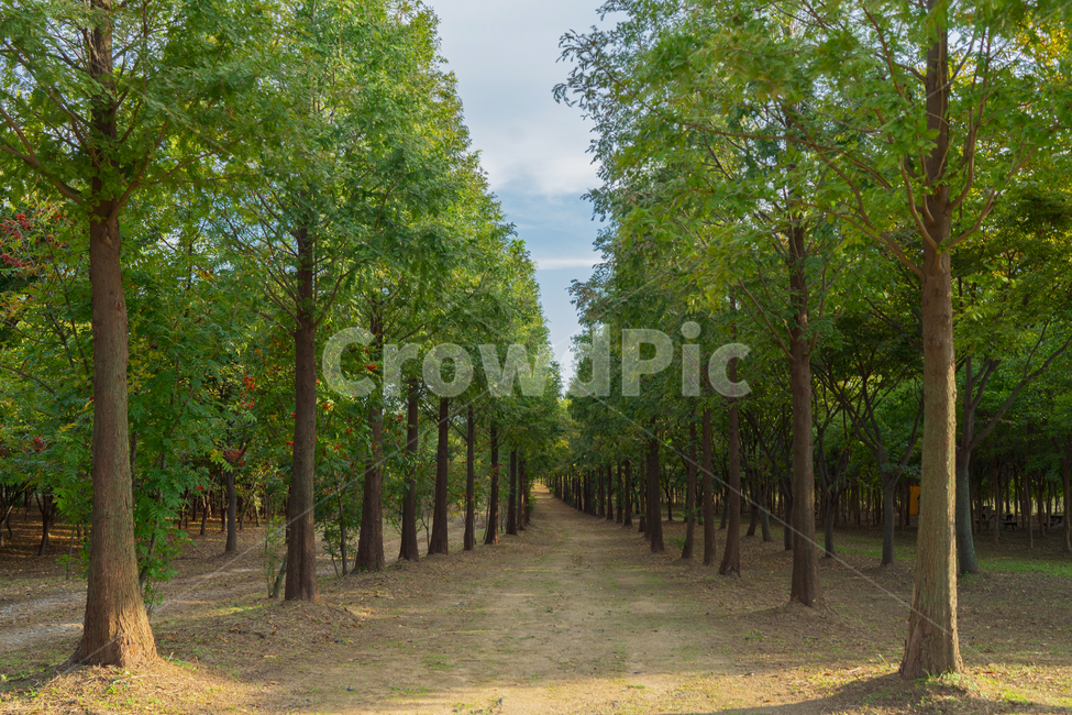 감성,분위기,숲길,길,나무,배경,tree,plant,식물,나무줄기,landscape,korealandscape,자연,풍경,한국자연경관,자연,풍경,nature,landscape,tree trunk,나무 줄기