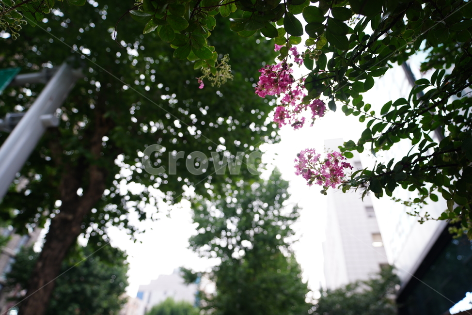 꽃,녹색,색감,자연,플라워,식물,생명,생물,계절,flower